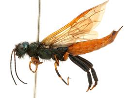   Sirex torvus  male lateral habitus; photo by J. Orr, WSDA 
